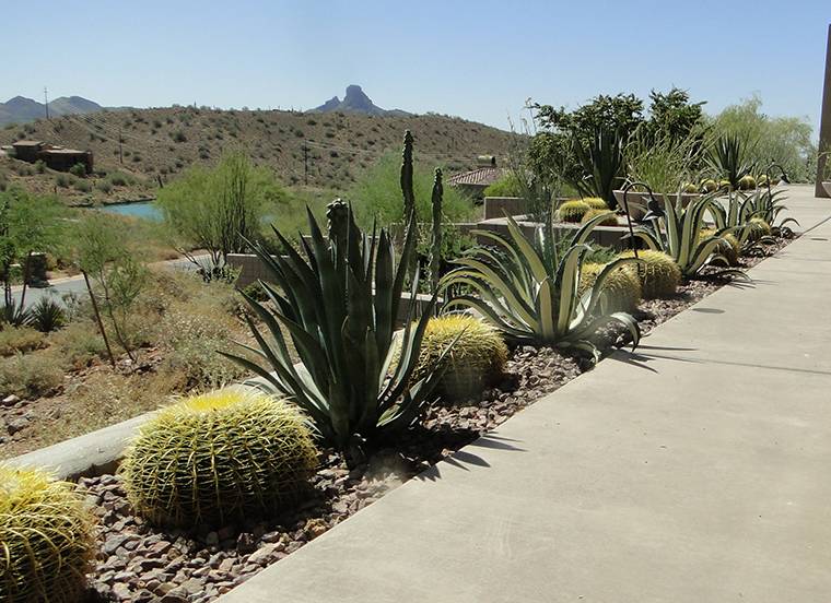 A walkway with cacti and rocks along the side of it.